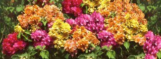 Bougainvilleas.Com - Admire Our Beautiful Flowers - Come To See Us